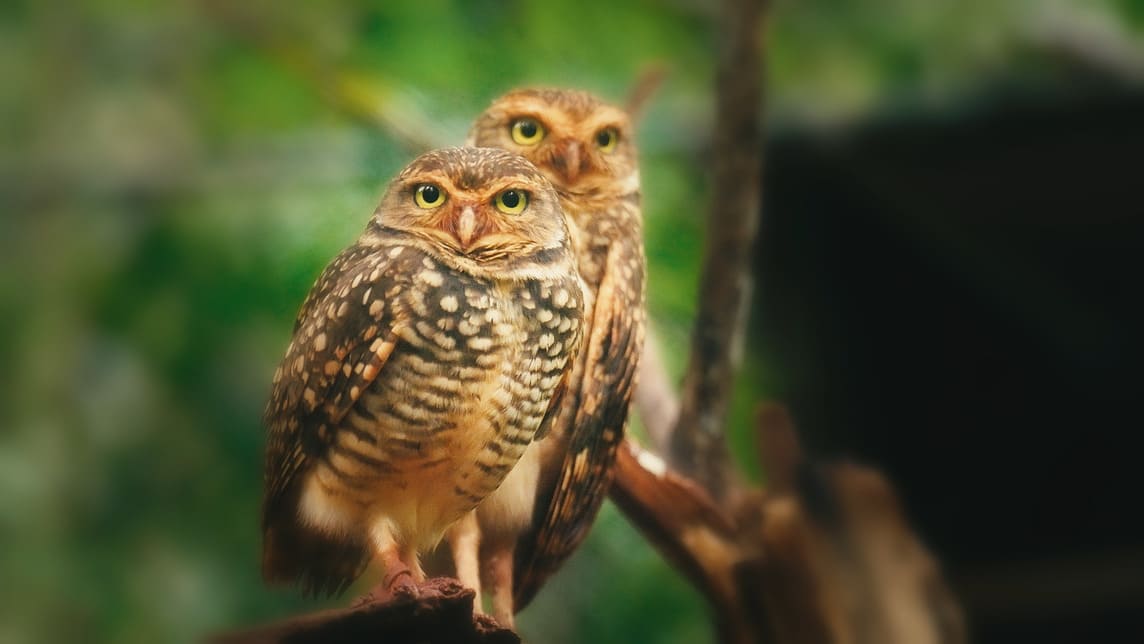Misiones — Turismo Nación Wildlife