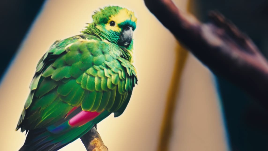 Misiones — Turismo Nación Wildlife