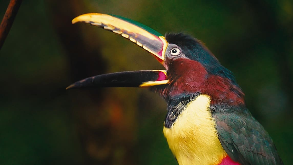 Misiones — Turismo Nación Wildlife